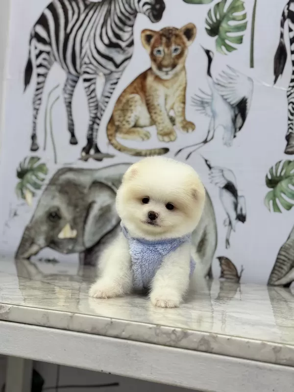 * Ev Ortamında Büyümüş Pomeranian Yavruları