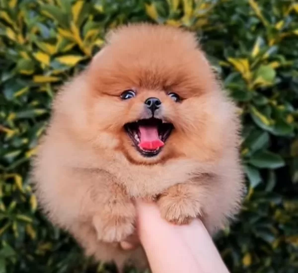 Safkan Ayıcık Surat Pomeranian