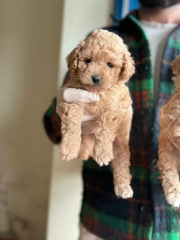 Sağlık Garantili Maltipoo Yavrularımız