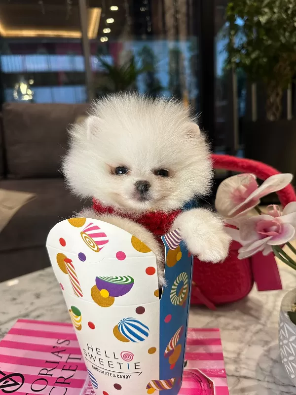 Ev Ortamına Uyumulu Pomeranian Boo