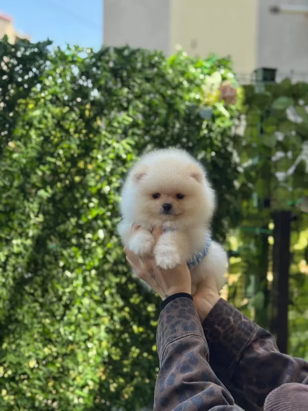 Show Kalite Pomeranian Boo