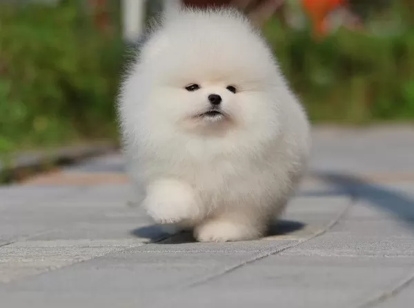 Satışa Hazır Pomeranian Boo Yavrular