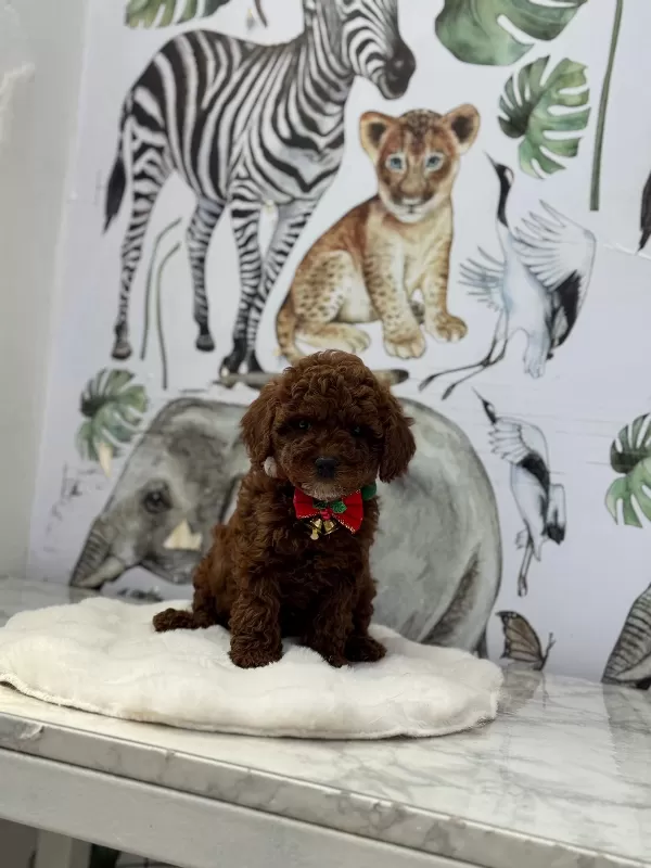 Sevecen Karakterli Poodle Minikler