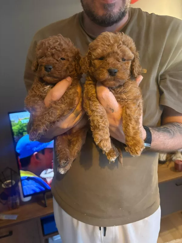 Mini Boy Toy Poodle Yavruları Sahiplendiriliyor