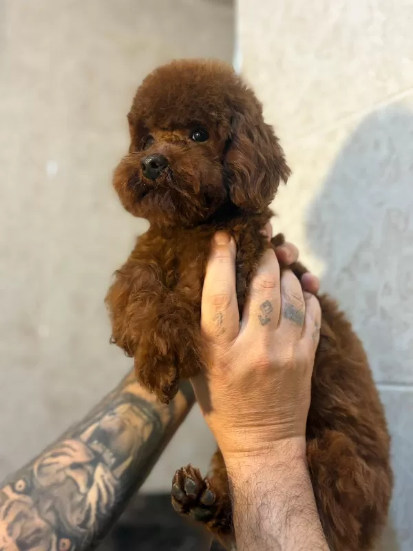 * Özel Seçim Toy Poodle Yavruları Yeni Yuvalarını Bekliyor