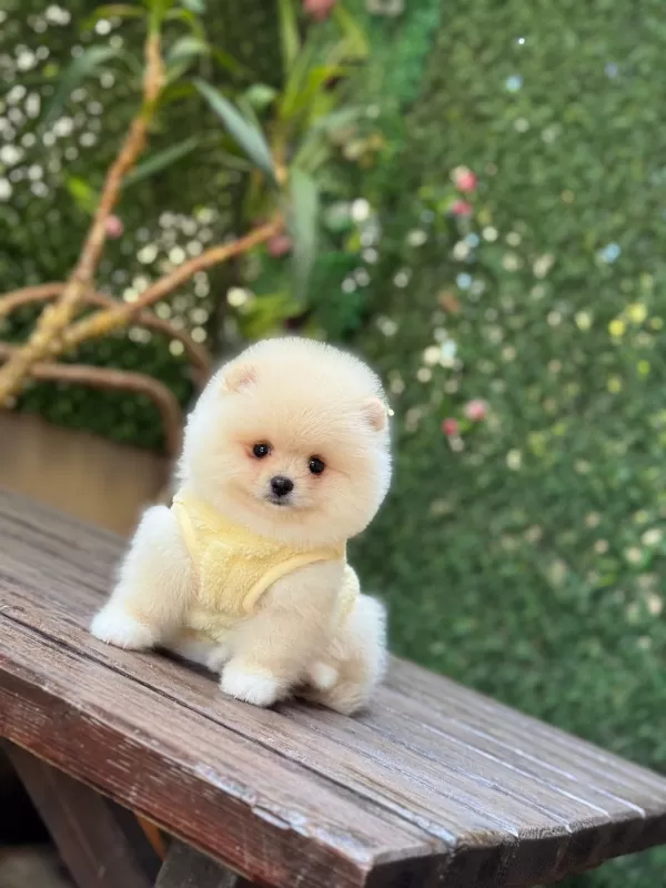 Mini Boy Sevimli Pomeranian Yavruları