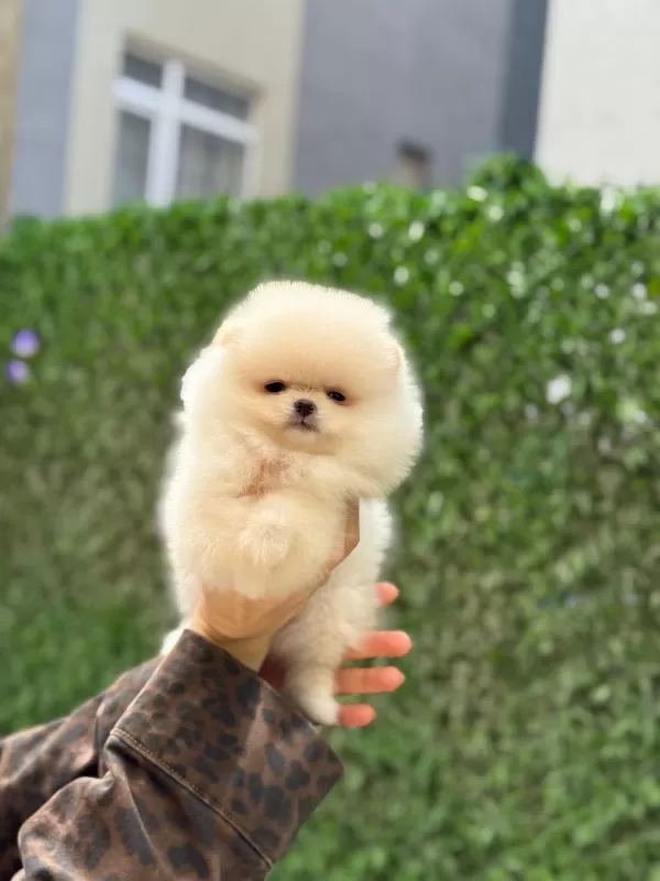 Mini Boy Gerçek Pomeranian Boo