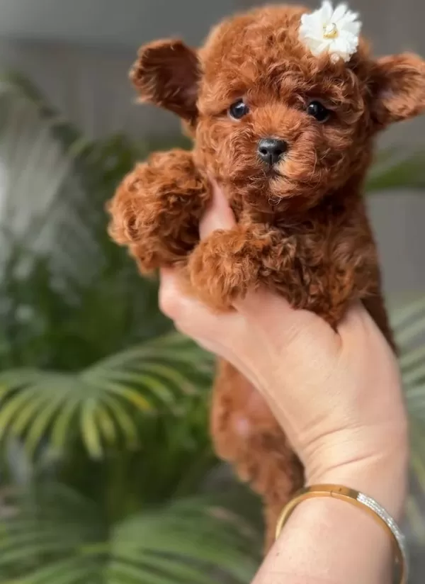 Mini Poodle Yeni Yuvasına Hazır