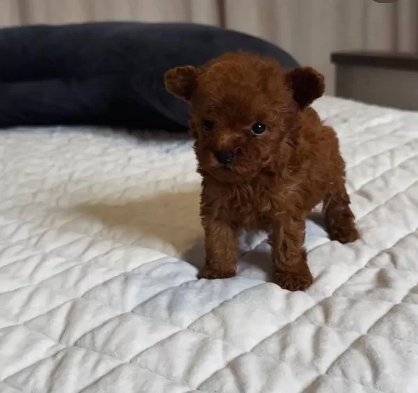 Anne Baba Görme Garantili Toy Poodle Yavruları