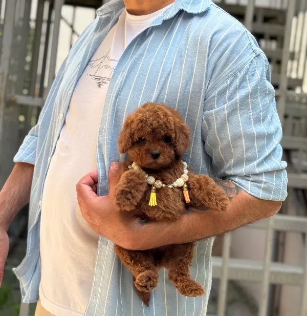 Sevecen Karakterli Poodle Minikler