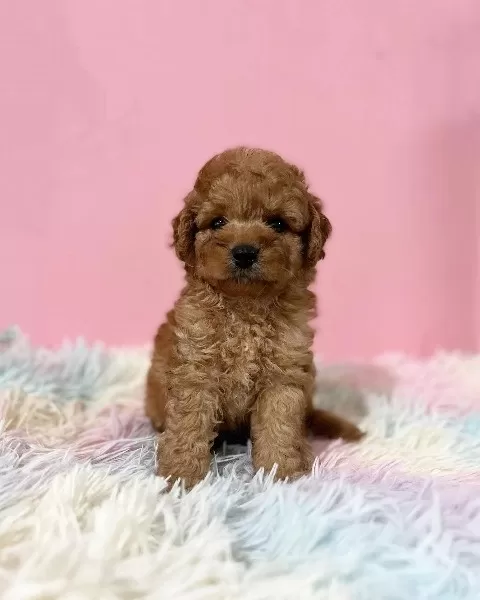 Özel Toy Poodle Yavruları