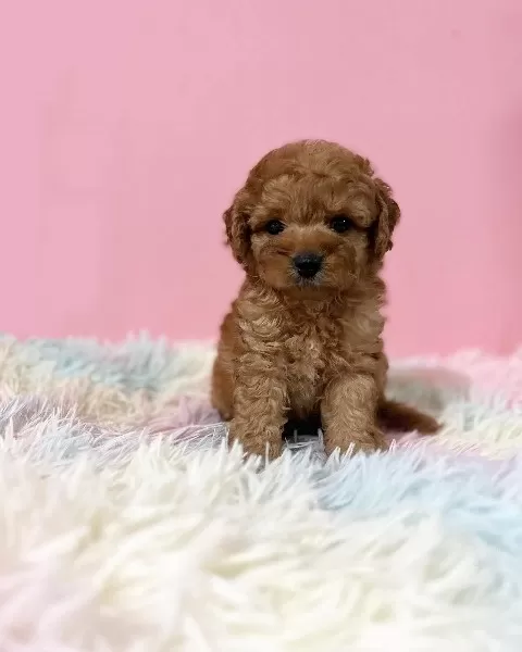 Özel Toy Poodle Yavruları