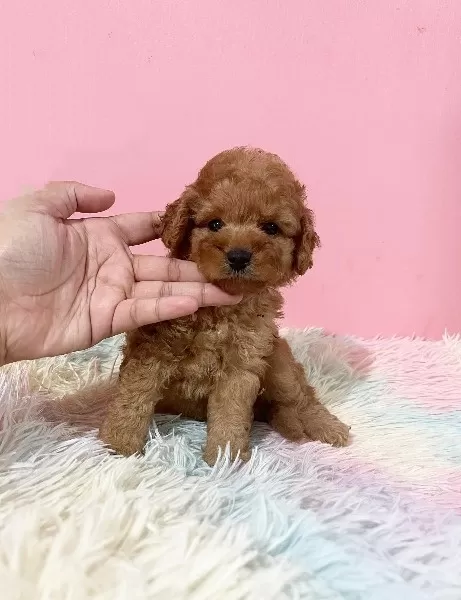 Özel Toy Poodle Yavruları