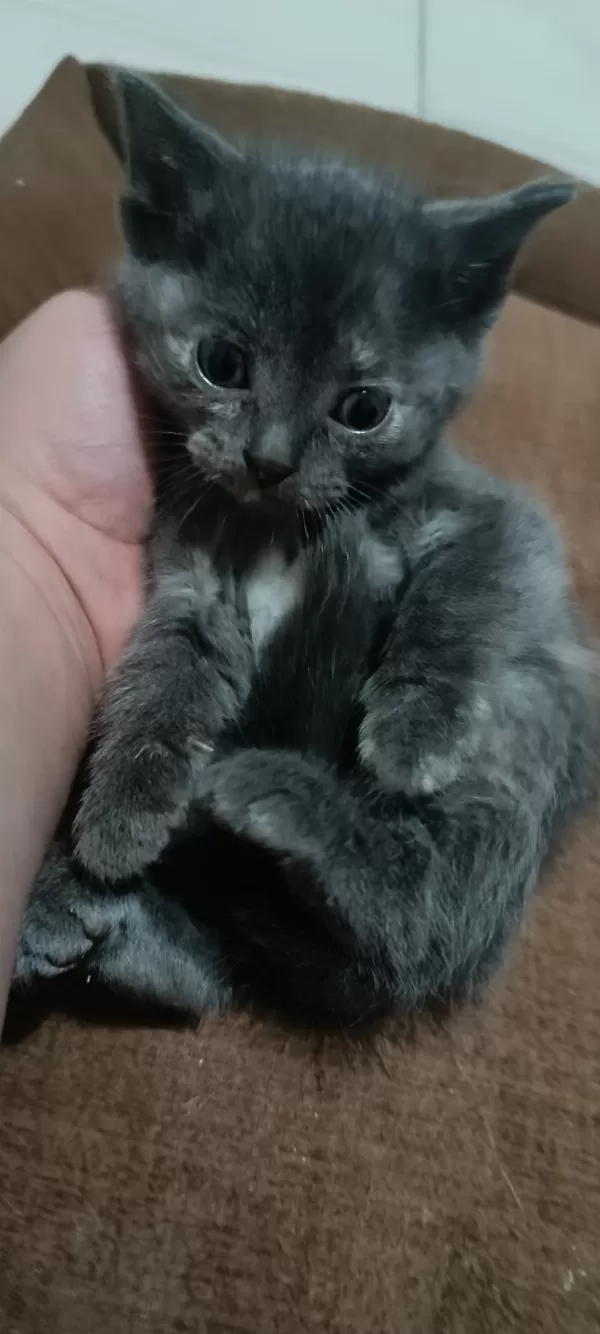 Satılık British Shorthair Silver Tabby