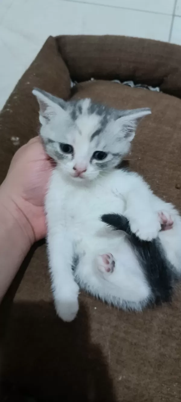 Satılık British Shorthair Silver Tabby