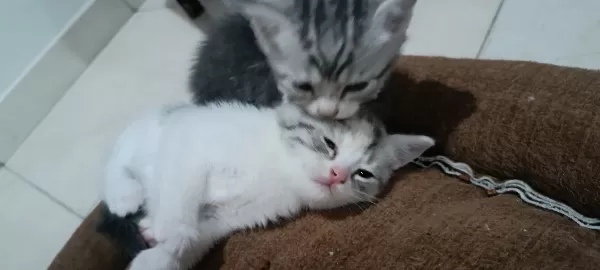 Satılık British Shorthair Silver Tabby
