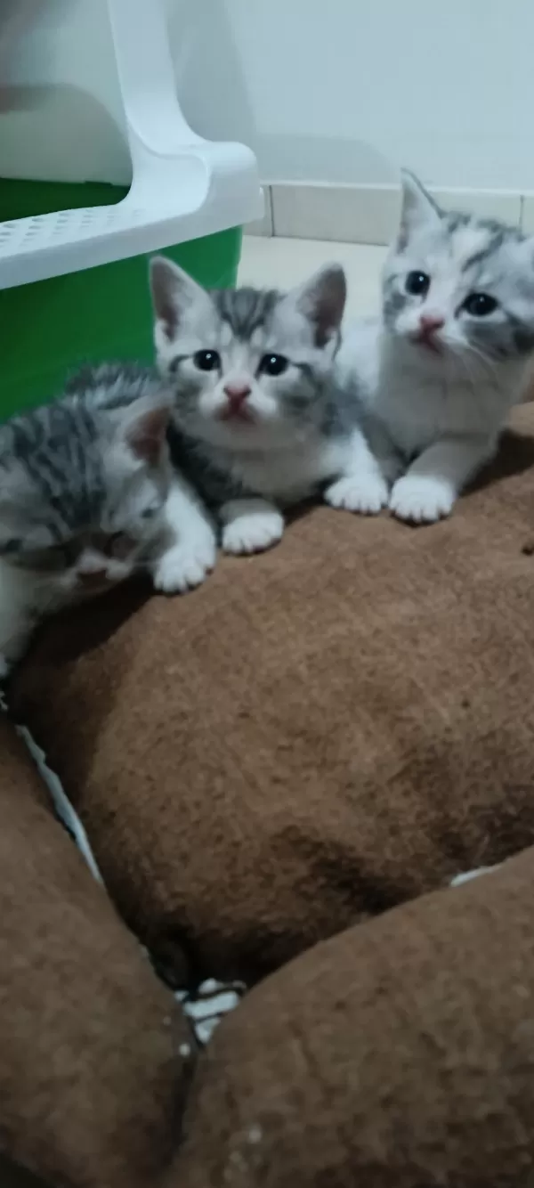 Satılık British Shorthair Silver Tabby