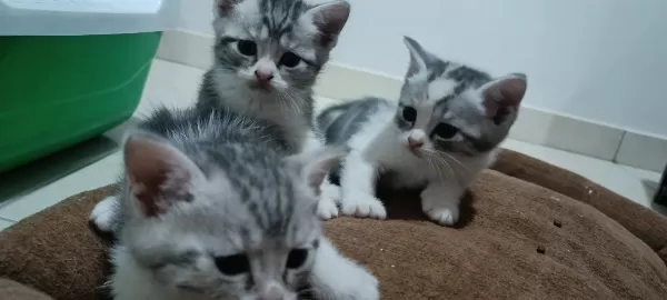 Satılık British Shorthair Silver Tabby