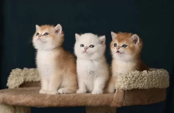 British Shorthair Ve Longhair Golden Bebekler