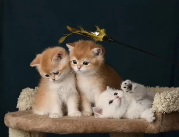 British Shorthair Ve Longhair Golden Bebekler