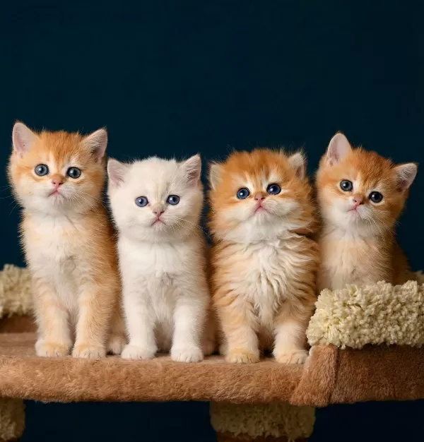 British Shorthair Ve Longhair Golden Bebekler