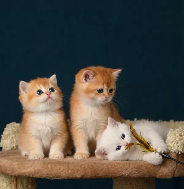 British Shorthair Ve Longhair Golden Bebekler