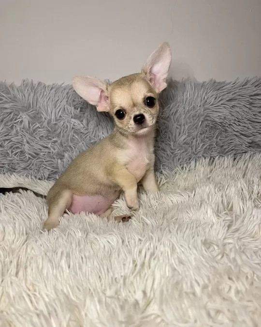 Irk Garantili Chihuahua Yavruları