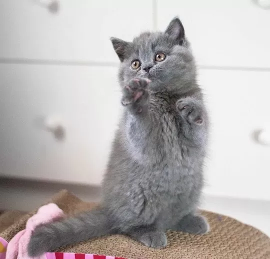 British Shorthair Yavruları