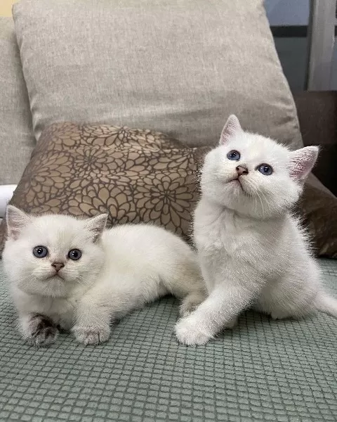 British Shorthair Yavruları Denizli