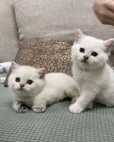 British Shorthair Yavruları Denizli