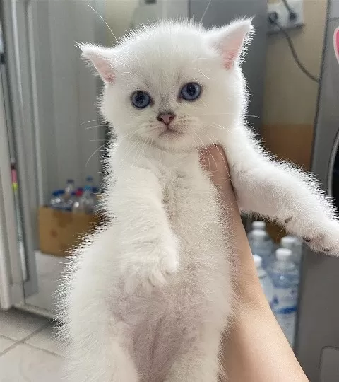 British Shorthair Yavruları Denizli