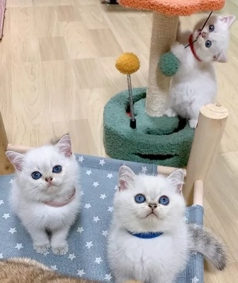 British Shorthair Yavruları