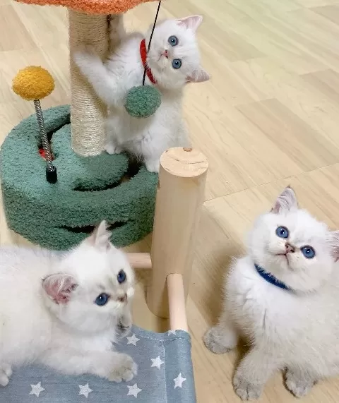 British Shorthair Yavruları