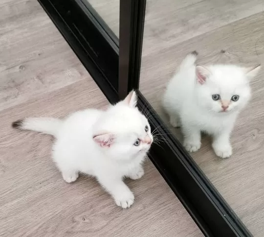 British Shorthair Yavruları