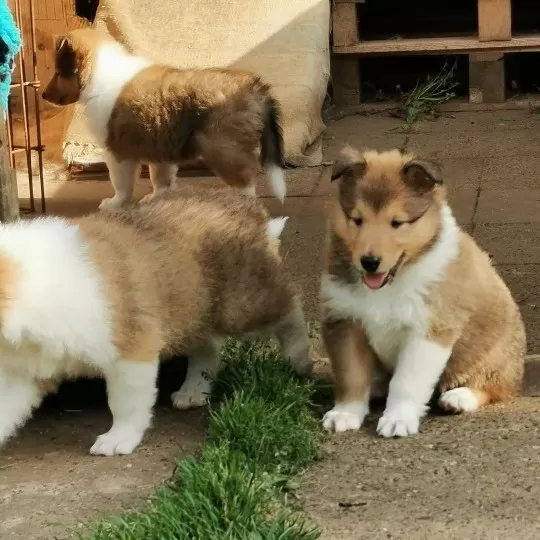 Irk Garantili Rough Collie Yavruları