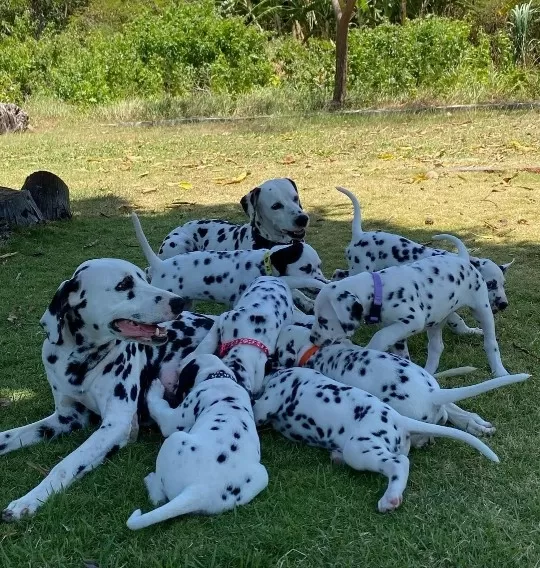 Irk Garantili Dalmaçyalı Yavruları