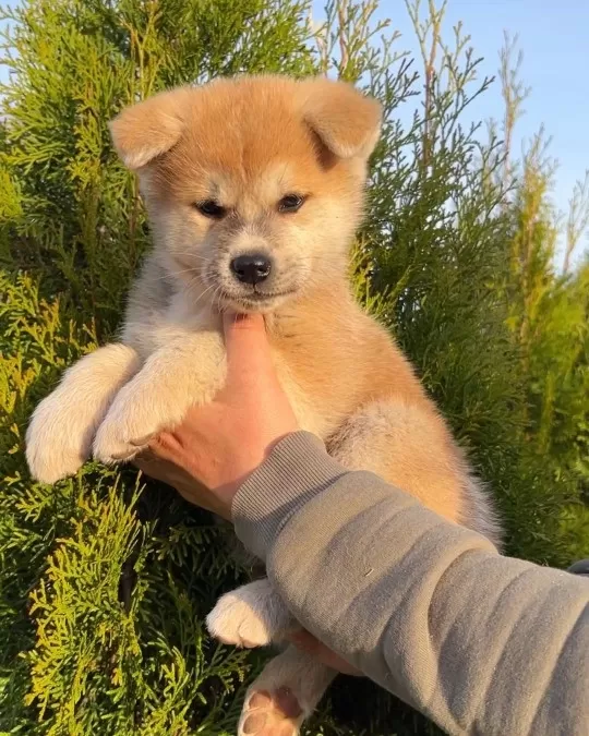Japon Akita İnu Yavruları