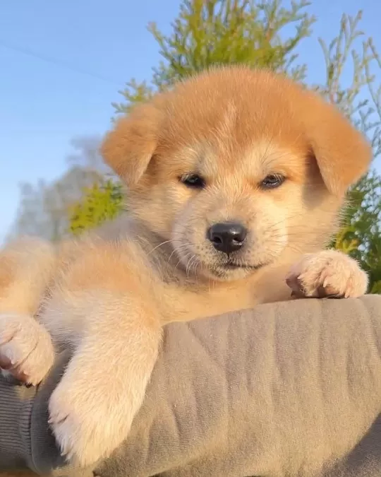 Japon Akita İnu Yavruları