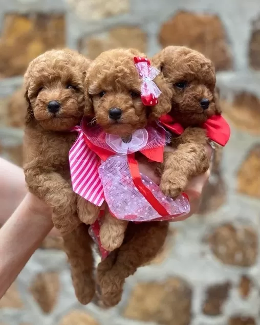 Özel Toy Poodle Yavruları