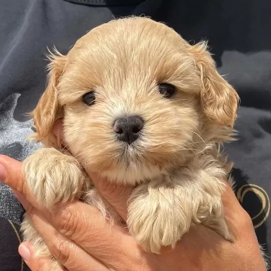 Irk Garantili Maltipoo Yavruları