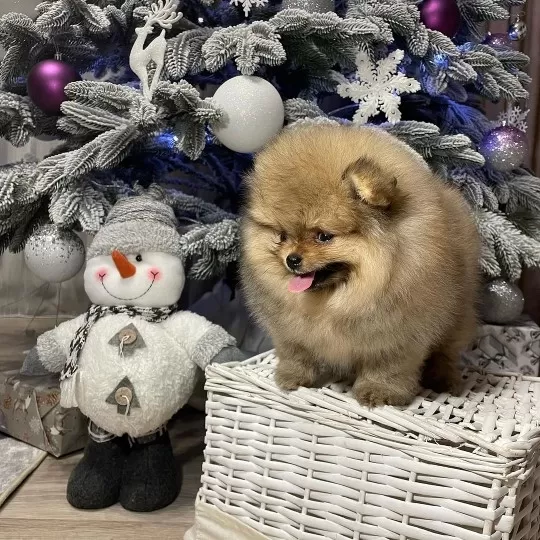 Irk Garantili Pomeranian Yavruları