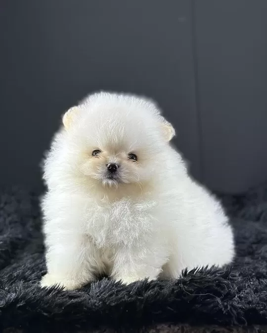 Irk Garantili Pomeranian Yavruları