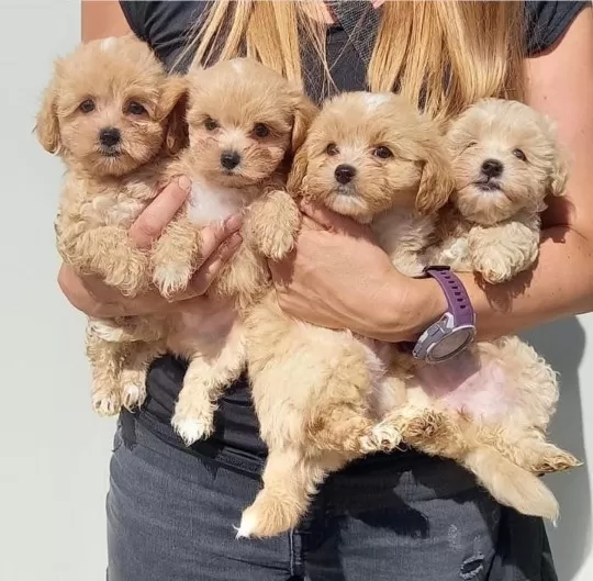 Dünya Tatlısı Maltipoo Yavruları