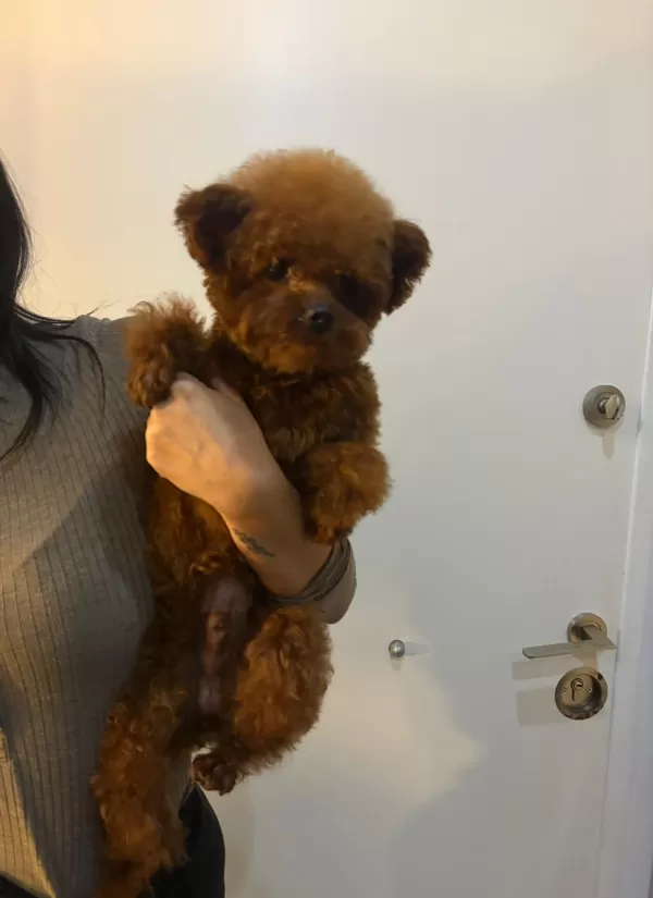 Ayıcık Surat Toy Poodle Yavrularımız
