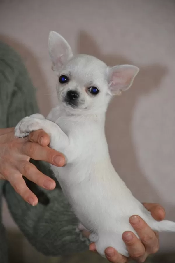 Dünya Tatlısı Chihuahua Yavruları