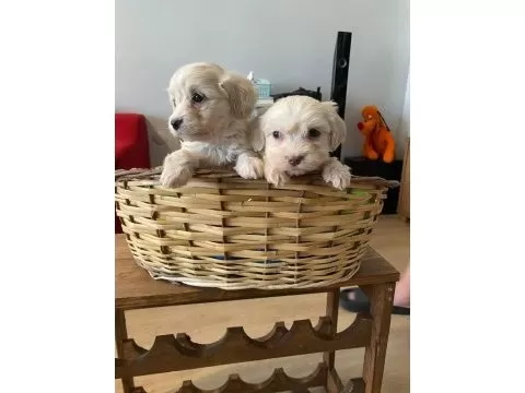Maltese Bebeklerimiz Uygundur