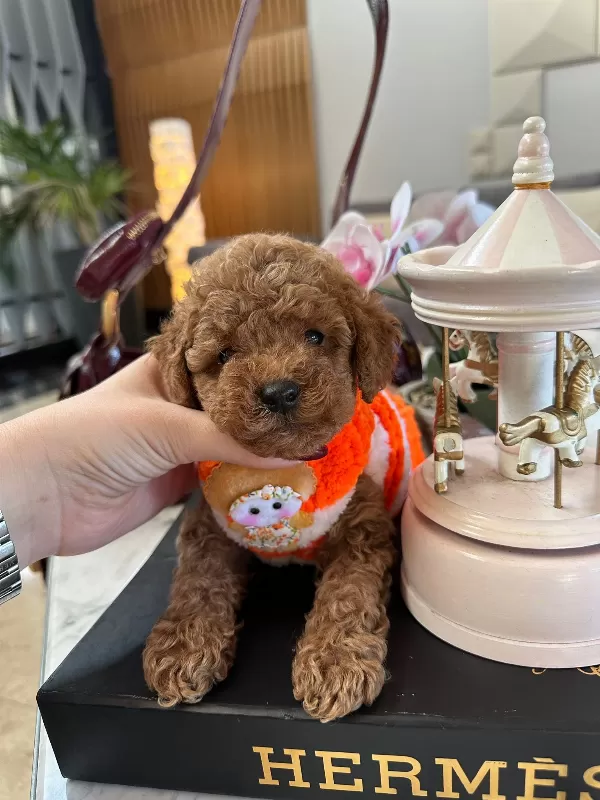 Aile Dostu Mini Toy  Poodle Yavrular
