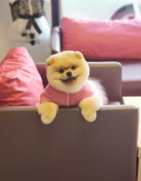 Çikolata Renk Pomeranian Boo
