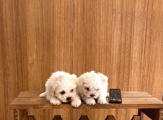 Teacup Maltese Yavrularım