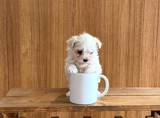Teacup Maltese Yavrularım